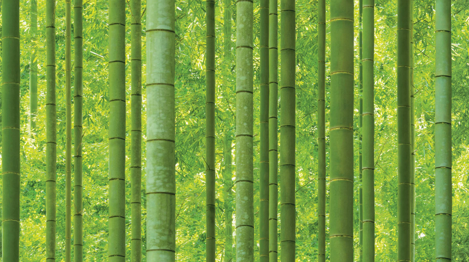 Sunshine bamboo_88423-1 | 5 Meter x 42 Inches Nature Look Non Woven  Wallpaper - 57.41 Sq. Ft Image 01